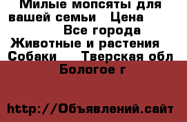 Милые мопсяты для вашей семьи › Цена ­ 20 000 - Все города Животные и растения » Собаки   . Тверская обл.,Бологое г.